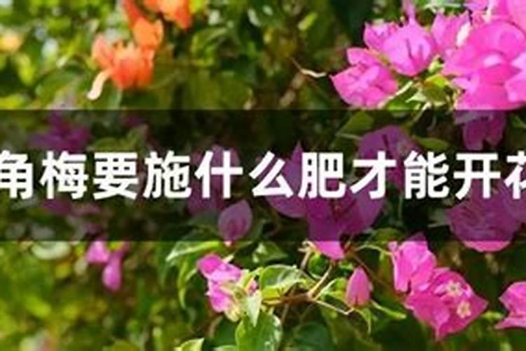 不同作物适用的叶面肥配方有哪些