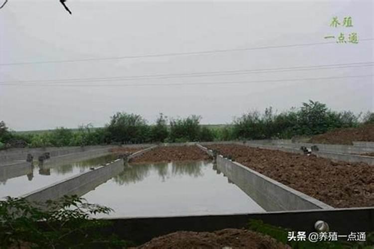 有谁知道莲藕和泥鳅混养的具体技术呀？
