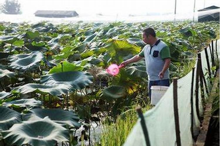 莲藕和泥鳅能混养吗