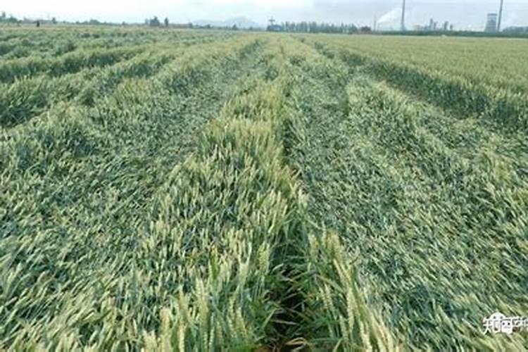 小麦抗倒伏是什么意思 小麦后期倒伏如何补救
