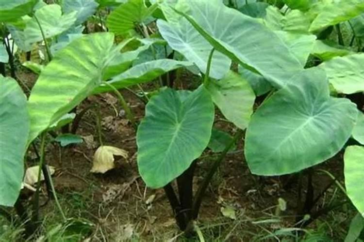 芋头追肥用什么肥料好