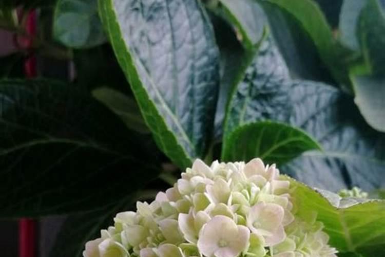 绣球花施什么肥最好