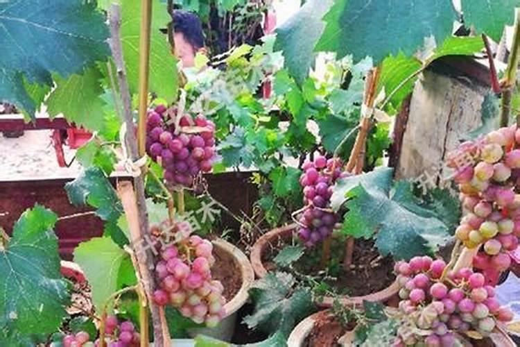 葡萄如何防止开花落果