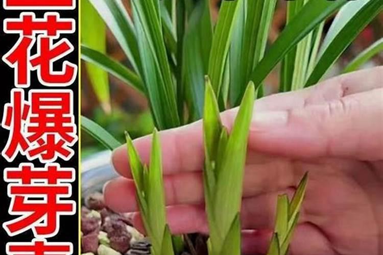 盆栽蓝莓的种植和养护方法