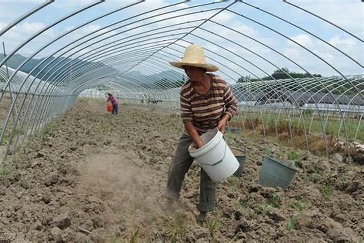 磷肥可以用水稀释吗