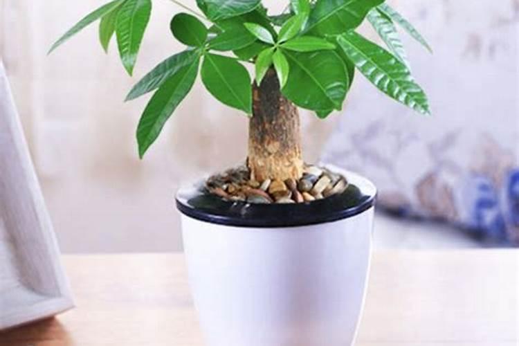 水培植物都有什么