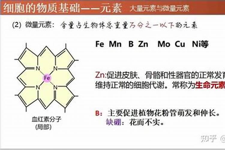 锌为什么具有抗菌