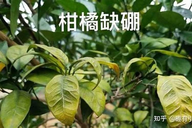 柚子树结果又酸又小但是果实很多是什么原因？
