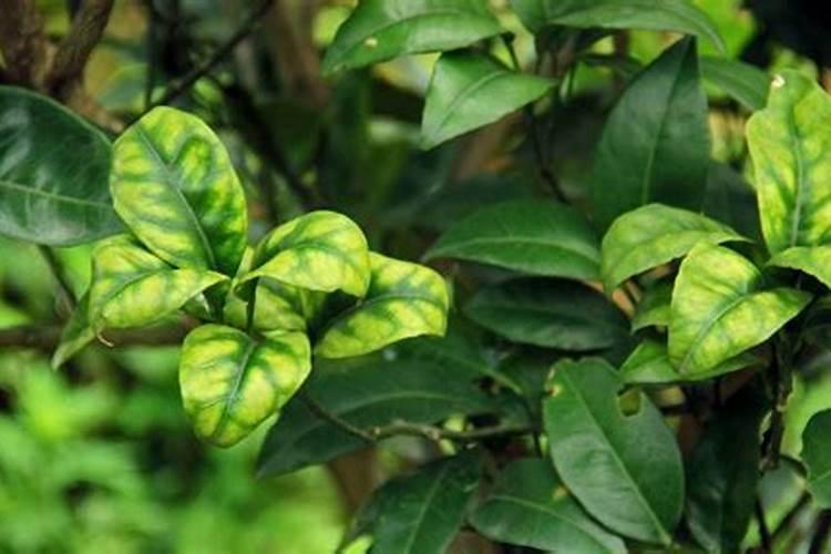 果树花后施什么肥最好