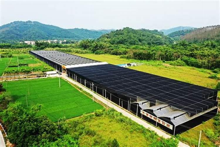 发财树施肥用什么肥料最好 5种适合养发财树的肥料