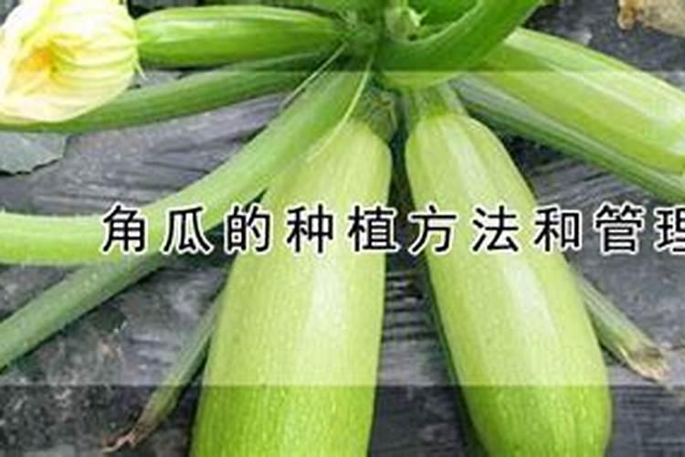 盆栽蓝莓怎么施肥？