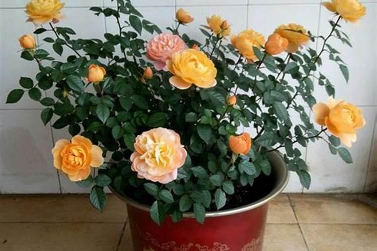 花生硼肥什么时间施用