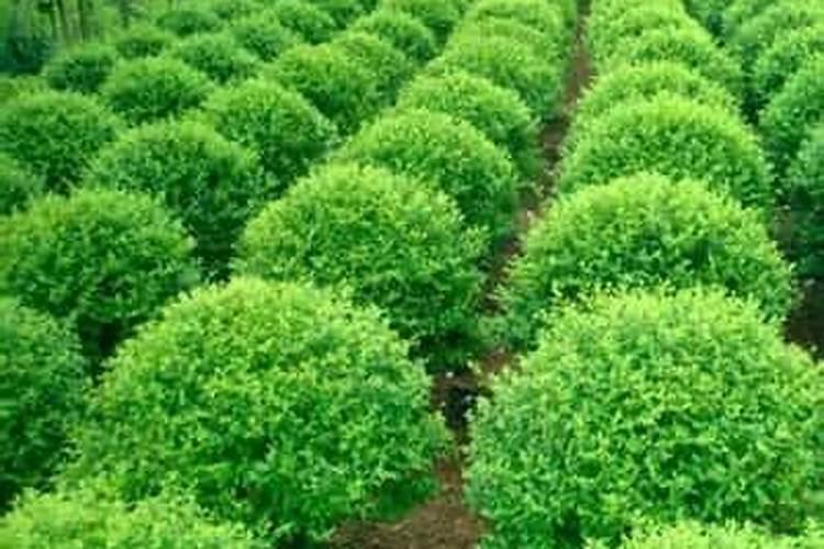 香花崖豆藤的养殖方法