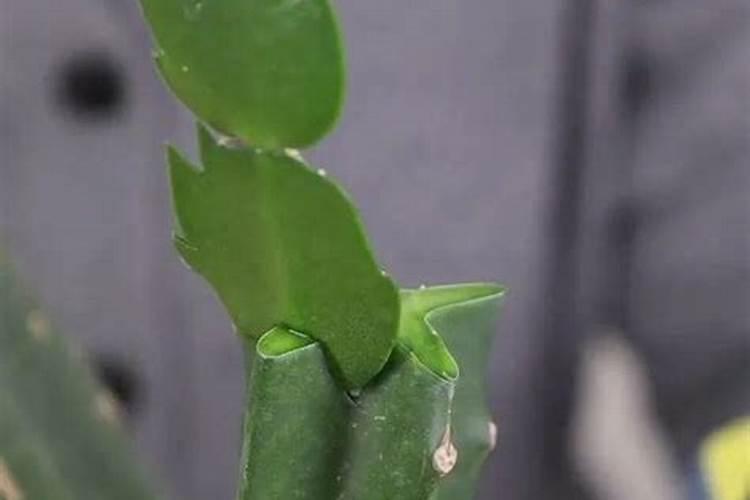 菜粕为什么多用于水产养殖