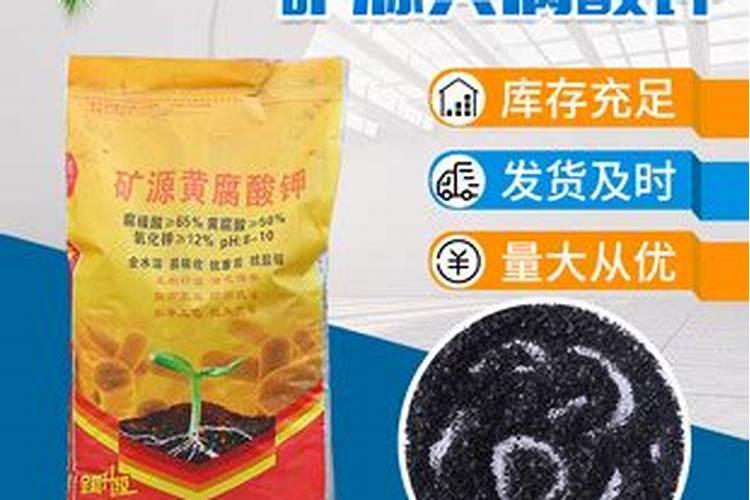 月季过冬这三点重要如何不影响来年开花