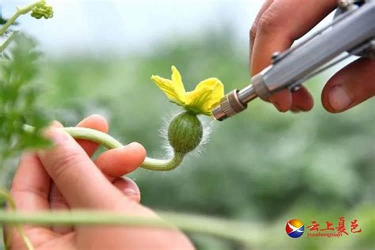 西瓜用什么叶面肥好？西瓜膨大素怎样使用？预防西瓜膨果裂果用金泰靓