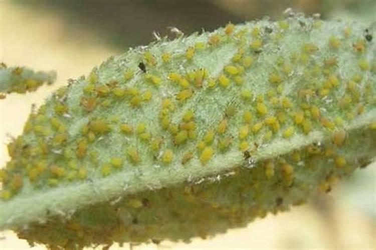 白菜要想长好,就要喷醋,白菜喷醋究竟有什么用呢？