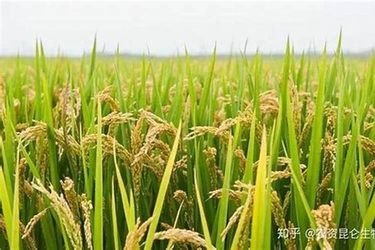 空心菜空心菜栽培技术