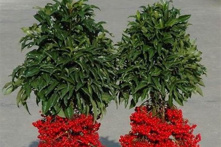 世界上最老的人是谁？