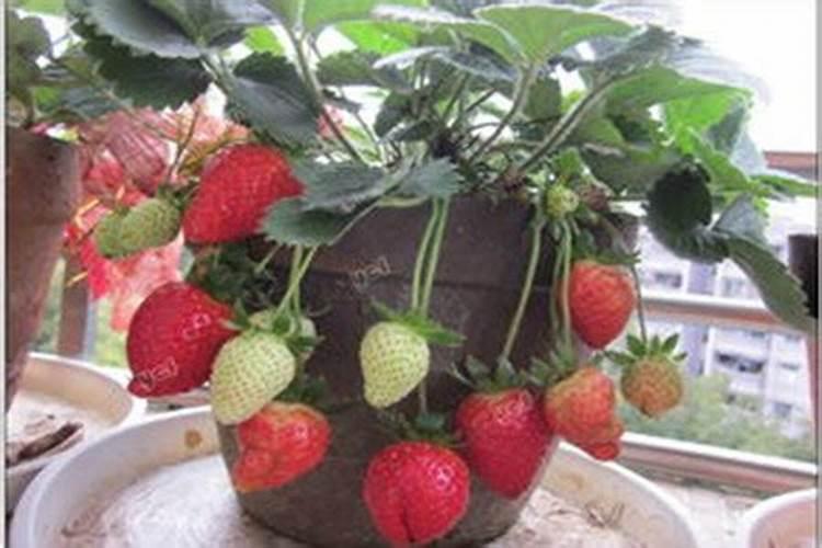 草莓施加何种肥料比较合适