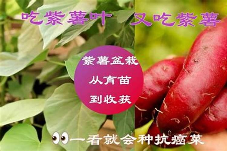 红薯打什么叶面肥增产,植物叶面肥有哪些