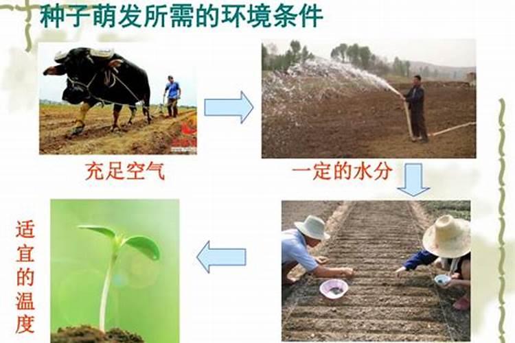 西瓜的施肥方法,用什么肥？