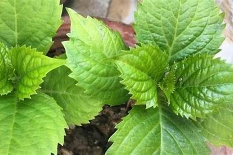 什么肥料对兰花发芽生根开花最好