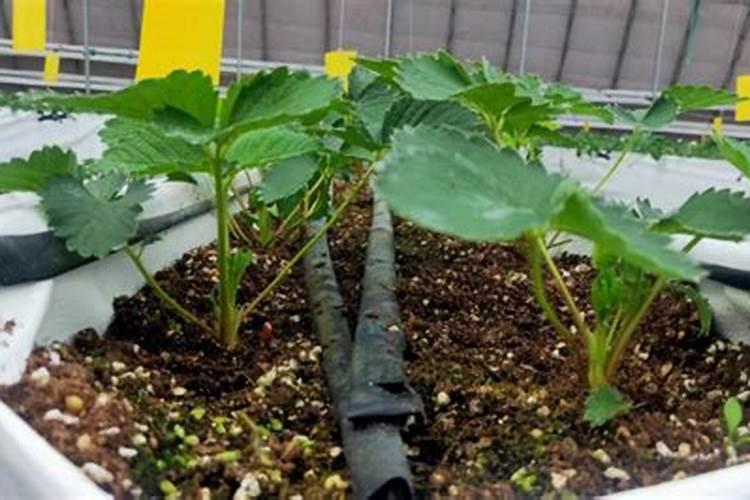进奉荔枝控梢最佳时间