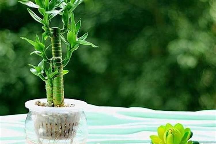 优质菊苣牧草种植时需要注意些什么 病虫害如何防治