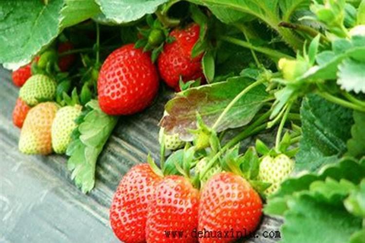 油菜什么时候施硼肥