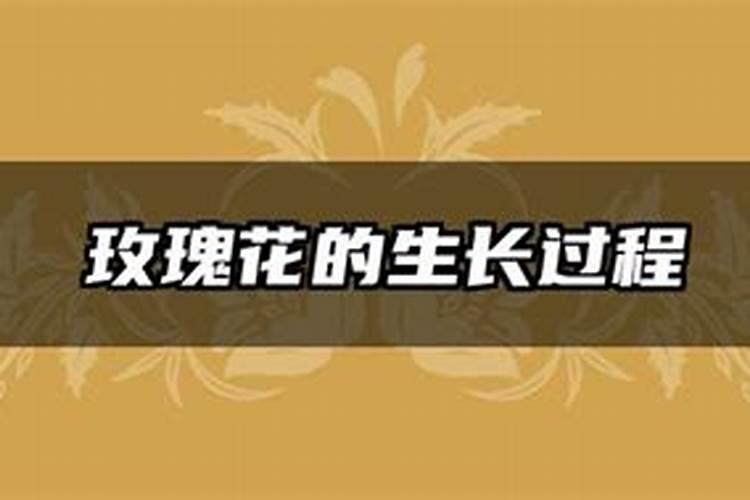 玫瑰一般哪几个月施肥 玫瑰怎么施肥