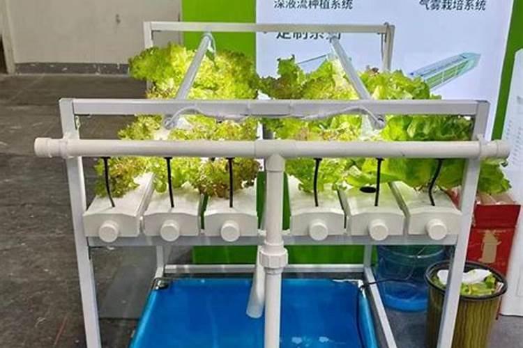 黑豆果特性