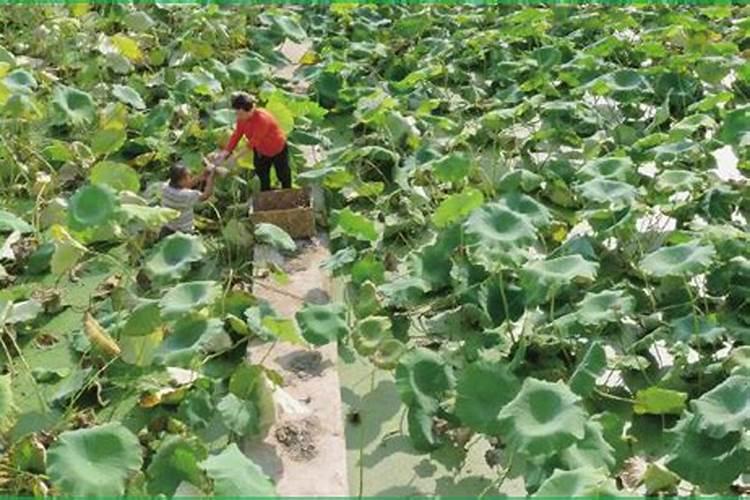 越夏蔬菜安全施肥需要注意什么？
