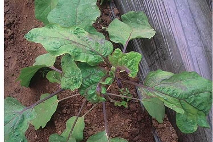 芹菜根种土里能活吗