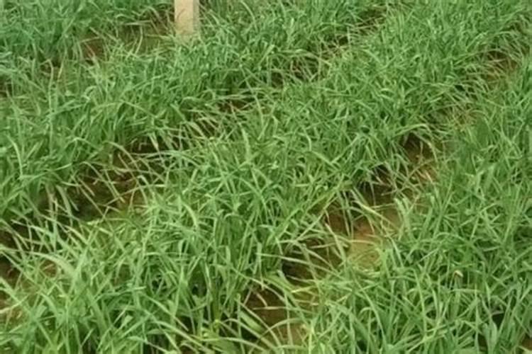 蒜苔施肥用什么肥料