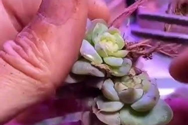 家里的植物长的不快,叶不绿,应用什么肥料啊!