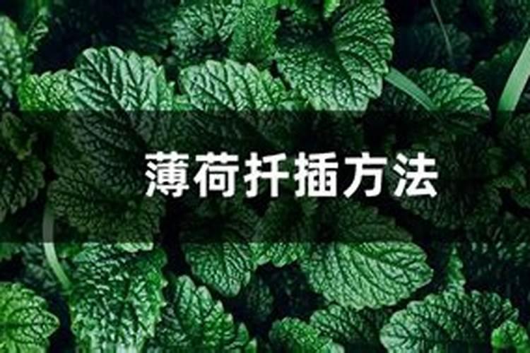 玉米抽穗了还可以打矮壮素吗？