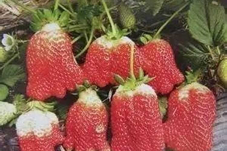 烟台双宝化肥和烟台众德化肥那个好价格怎么样!双宝的含量是15520众 ...