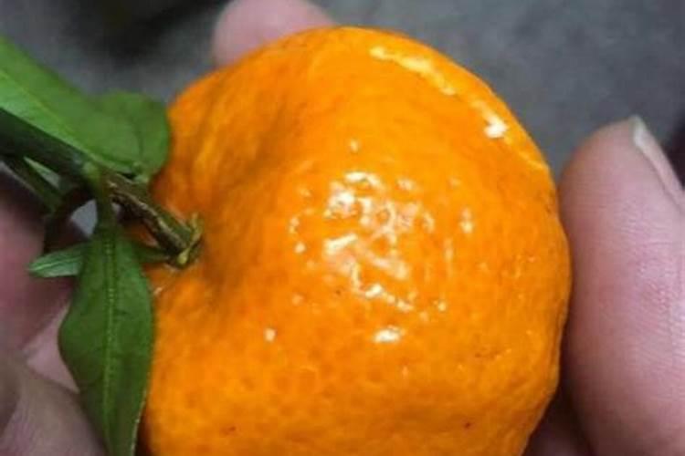 种大蒜用什么肥料最好