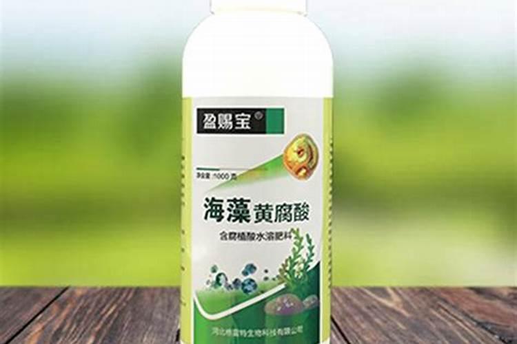 玫瑰海棠怎么浇水方法