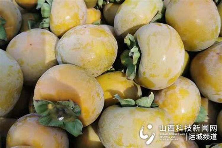 烂菜叶子泡水浇菜可行吗？