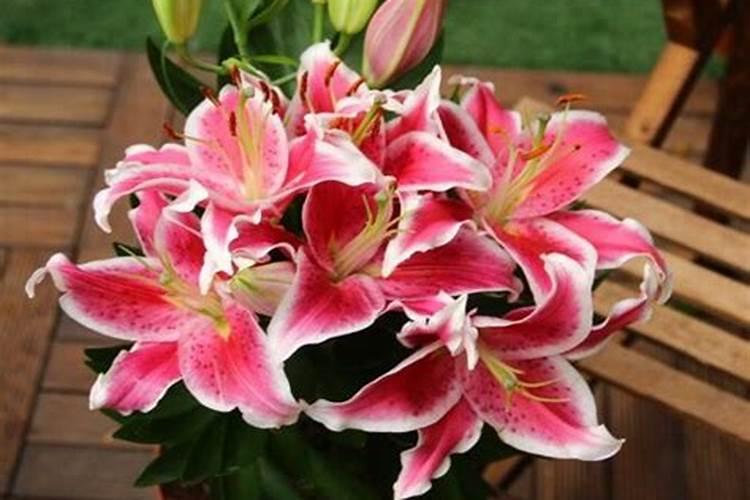 百合花施肥方法,用什么肥好