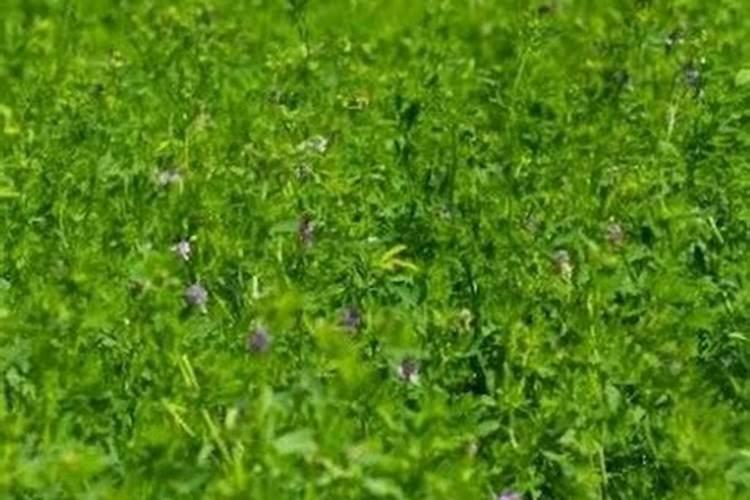 紫花苜蓿初期施什么肥料花卉百科