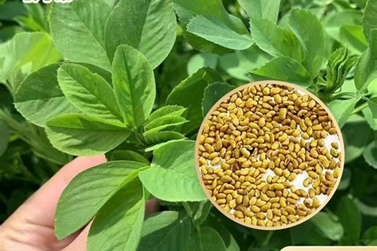 紫花苜蓿追肥施用什么化肥