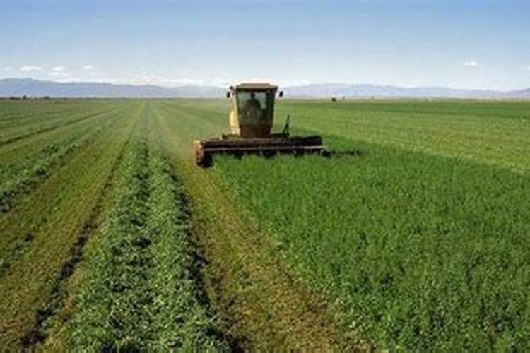 紫花苜蓿出苗后施什么肥料