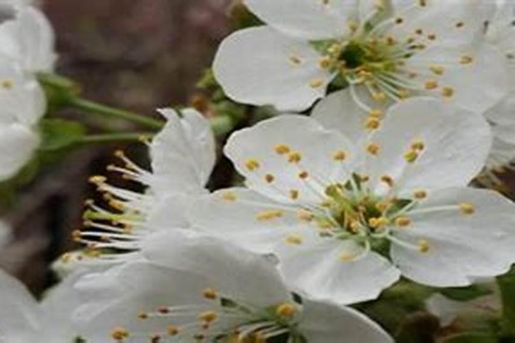 桃树开花后打什么药保果