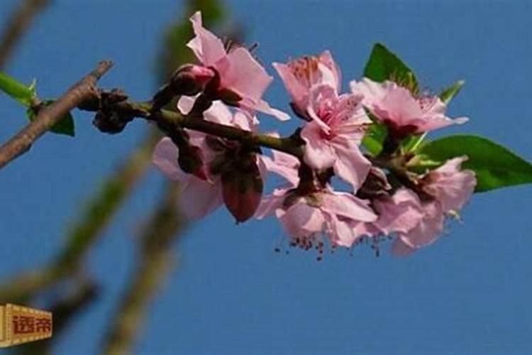 这是什么花