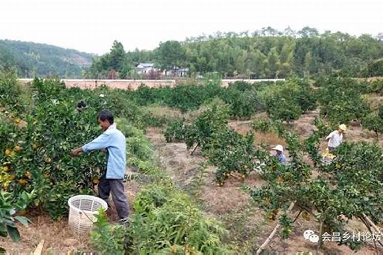 菠菜施肥用什么肥料
