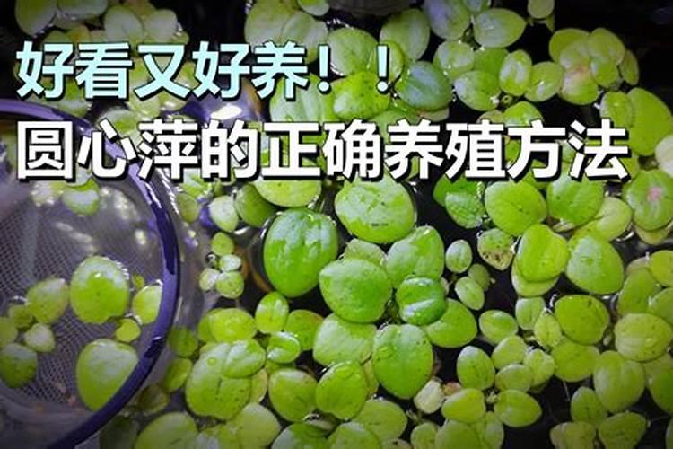 浮萍每亩用多少肥料
