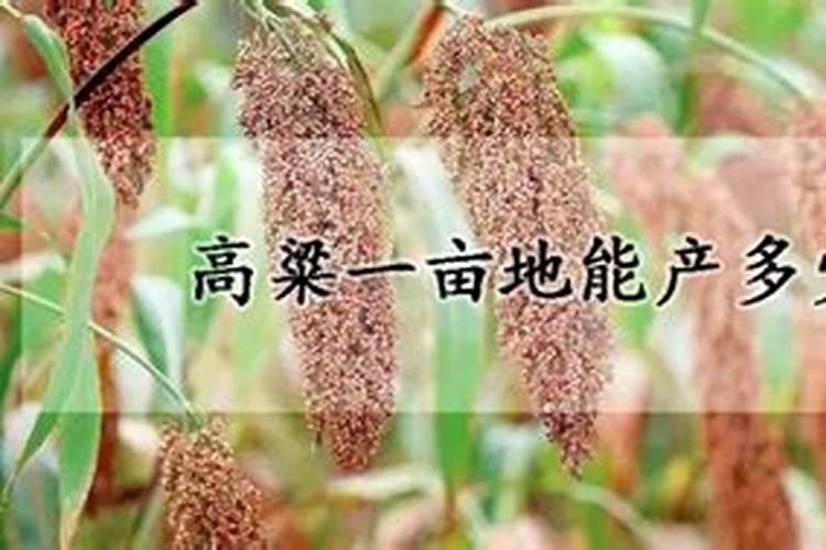 种植高粱用什么化肥,一亩地需要用多少化肥